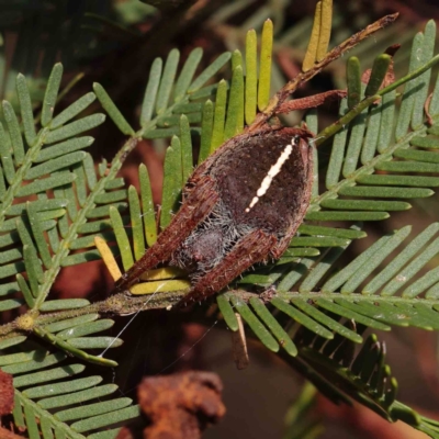 Hortophora sp. (genus) (Garden orb weaver) at Dryandra St Woodland - 31 Mar 2023 by ConBoekel