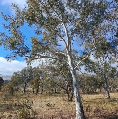 Eucalyptus mannifera (Brittle Gum) at Fadden, ACT - 24 May 2023 by LPadg