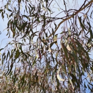 Eucalyptus mannifera at Fadden, ACT - 24 May 2023 11:12 AM