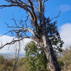 Eucalyptus melliodora (Yellow Box) at Fadden, ACT - 24 May 2023 by LPadg