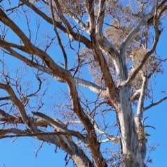 Eucalyptus melliodora at Wanniassa Hill - 24 May 2023