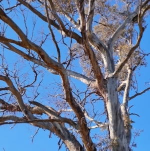 Eucalyptus melliodora at Wanniassa Hill - 24 May 2023