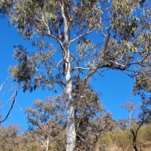 Eucalyptus mannifera at Wanniassa Hill - 24 May 2023