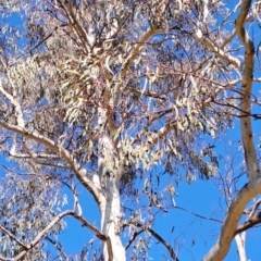 Eucalyptus mannifera at Wanniassa Hill - 24 May 2023 11:18 AM