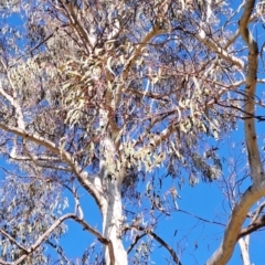 Eucalyptus mannifera at Macarthur, ACT - 24 May 2023