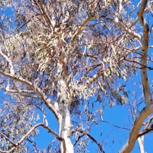 Eucalyptus mannifera at Wanniassa Hill - 24 May 2023 11:18 AM