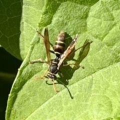 Polistes (Polistella) humilis (Common Paper Wasp) at Tuross Head, NSW - 24 May 2023 by wwwendy