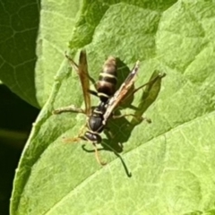 Unidentified Social or paper-nest wasp (Vespidae, Polistinae or Vespinae) at Tuross Head, NSW - 24 May 2023 by wwwendy