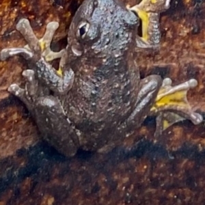 Litoria peronii at Chifley, ACT - suppressed