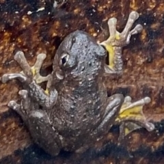 Litoria peronii at Chifley, ACT - suppressed