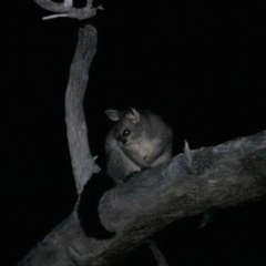 Trichosurus vulpecula (Common Brushtail Possum) at Padman/Mates Park - 23 May 2023 by AlburyCityEnviros