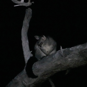 Trichosurus vulpecula at Albury, NSW - 23 May 2023