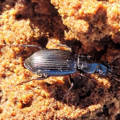 Carabidae sp. (family) (A ground beetle) at Hawker, ACT - 24 May 2023 by trevorpreston