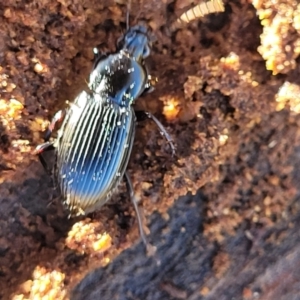 Carabidae sp. (family) at Hawker, ACT - 24 May 2023