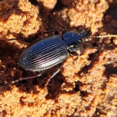 Carabidae sp. (family) at Hawker, ACT - 24 May 2023