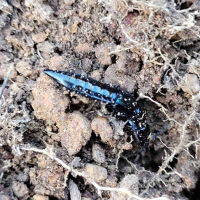 Unidentified Rove beetles (Staphylinidae) at Hawker, ACT - 24 May 2023 by trevorpreston