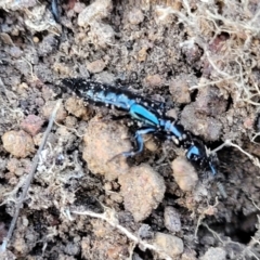 Thyreocephalus sp. (genus) at The Pinnacle - 24 May 2023 11:40 AM