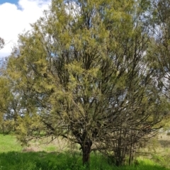 Exocarpos cupressiformis (Cherry Ballart) at Watson, ACT - 26 Sep 2022 by HappyWanderer