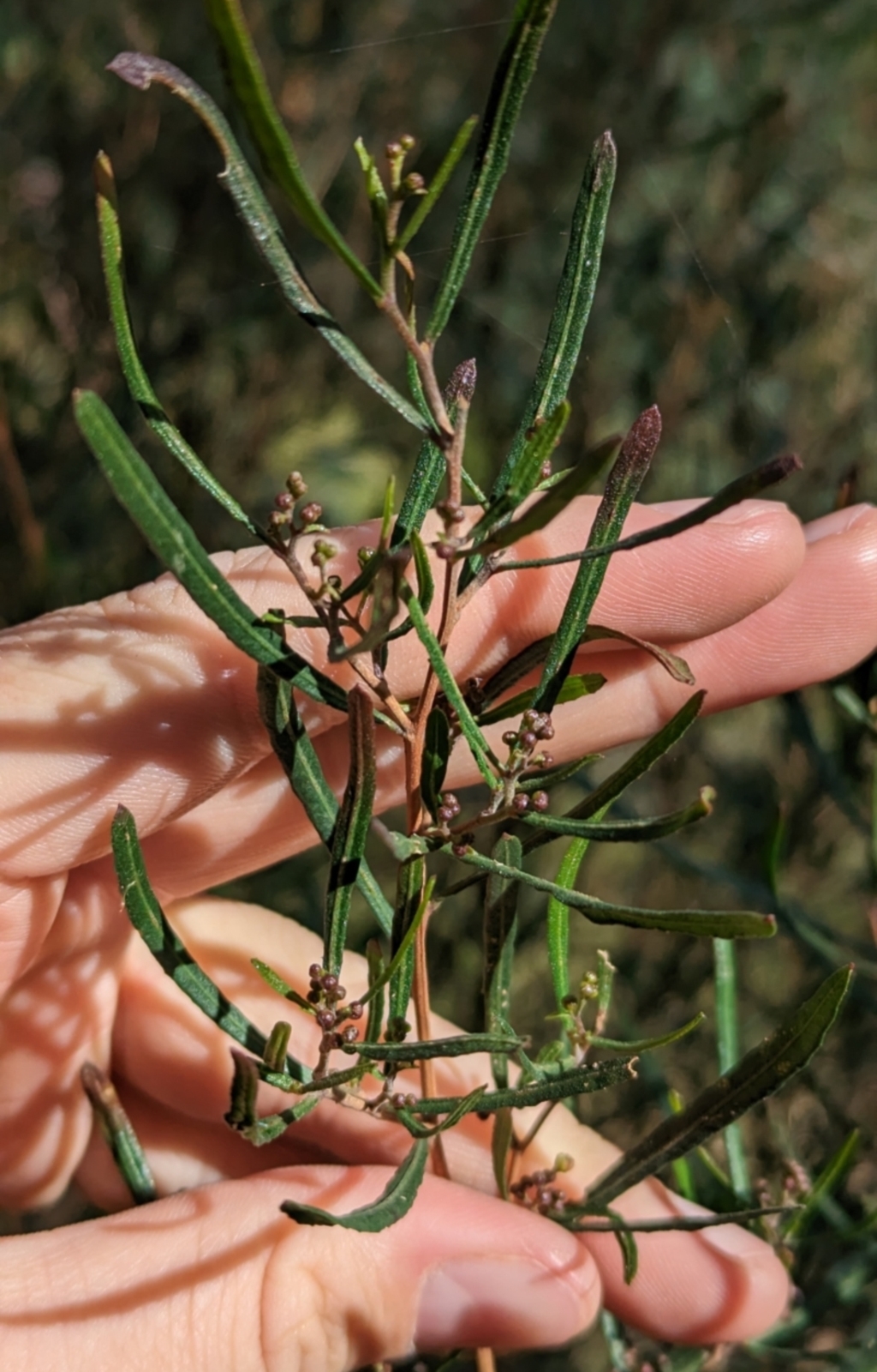 Dodonaea viscosa subsp. angustifolia at Woomargama, NSW - 24 May 2023