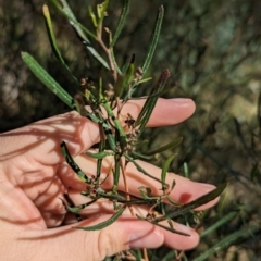 Dodonaea viscosa subsp. angustifolia at Woomargama, NSW - 24 May 2023