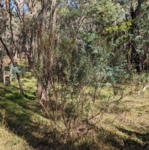 Dodonaea viscosa subsp. angustifolia at Woomargama, NSW - 24 May 2023 11:38 AM