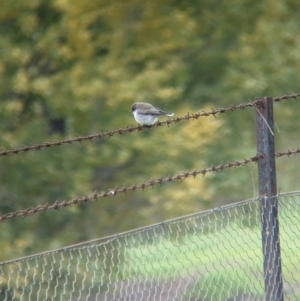Microeca fascinans at Talmalmo, NSW - 24 May 2023 01:13 PM