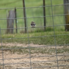 Microeca fascinans at Talmalmo, NSW - 24 May 2023 01:13 PM