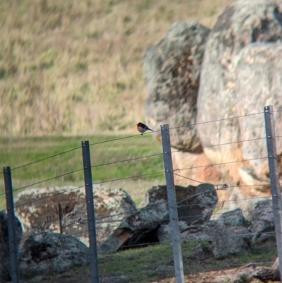 Petroica boodang (Scarlet Robin) at Talmalmo, NSW - 24 May 2023 by Darcy