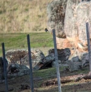 Petroica boodang at Talmalmo, NSW - 24 May 2023 01:37 PM