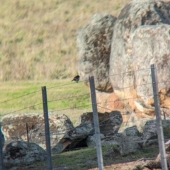 Petroica boodang at Talmalmo, NSW - 24 May 2023 01:37 PM