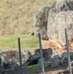 Petroica boodang at Talmalmo, NSW - 24 May 2023 01:37 PM