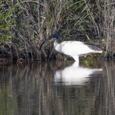 Threskiornis molucca (Australian White Ibis) at Wingecarribee Local Government Area - 24 May 2023 by NigeHartley