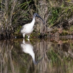 Threskiornis molucca at Penrose, NSW - 24 May 2023