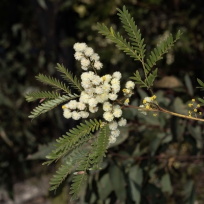 Acacia terminalis (Sunshine Wattle) at Genoa, VIC - 24 May 2023 by Steve63