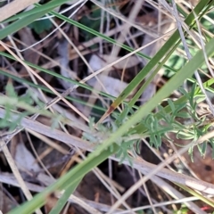 Brachyscome rigidula (Hairy Cut-leaf Daisy) at Hackett, ACT - 24 May 2023 by abread111