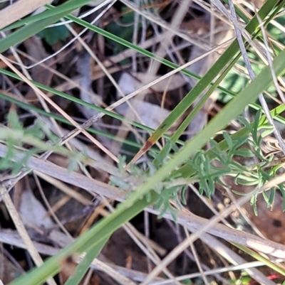 Brachyscome rigidula (Hairy Cut-leaf Daisy) at Mount Majura - 24 May 2023 by abread111