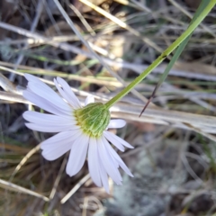 Brachyscome rigidula at Hackett, ACT - 24 May 2023 03:17 PM