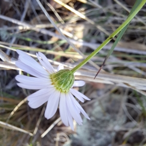 Brachyscome rigidula at Hackett, ACT - 24 May 2023