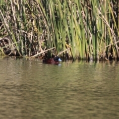 Oxyura australis (Blue-billed Duck) at Isabella Plains, ACT - 24 May 2023 by RodDeb