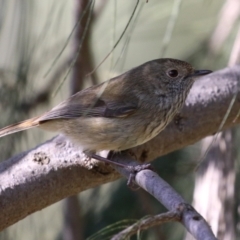 Acanthiza pusilla (Brown Thornbill) at Upper Stranger Pond - 24 May 2023 by RodDeb