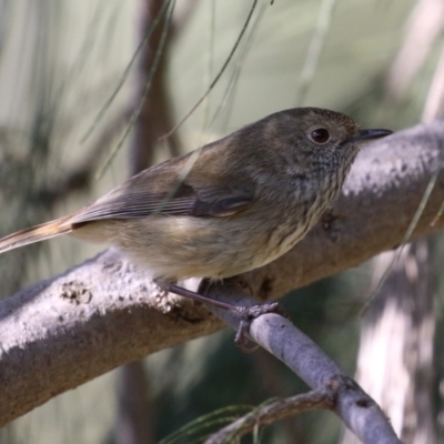 Acanthiza pusilla (Brown Thornbill) at Isabella Plains, ACT - 24 May 2023 by RodDeb