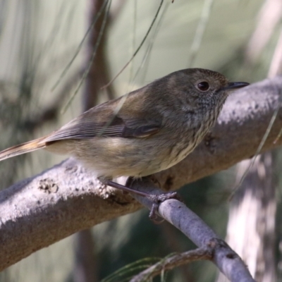 Acanthiza pusilla (Brown Thornbill) at Upper Stranger Pond - 24 May 2023 by RodDeb