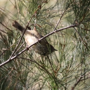 Acanthiza pusilla at Isabella Plains, ACT - 24 May 2023 01:07 PM