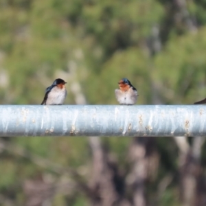 Hirundo neoxena at Isabella Plains, ACT - 24 May 2023 12:49 PM