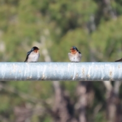 Hirundo neoxena (Welcome Swallow) at Upper Stranger Pond - 24 May 2023 by RodDeb