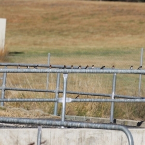 Hirundo neoxena at Isabella Plains, ACT - 24 May 2023 12:49 PM