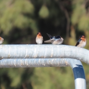 Hirundo neoxena at Isabella Plains, ACT - 24 May 2023 12:49 PM