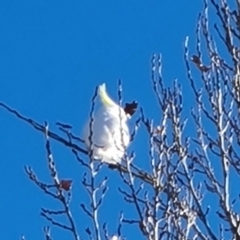 Cacatua galerita (Sulphur-crested Cockatoo) at Wambrook, NSW - 23 May 2023 by Mike