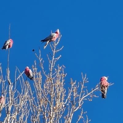 Eolophus roseicapilla (Galah) at Wambrook, NSW - 23 May 2023 by Mike