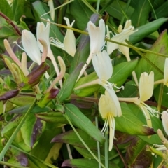 Lonicera japonica (Japanese Honeysuckle) at Mount Mugga Mugga - 20 May 2023 by Mike